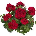 Bild von Geranium Hang P12 Double Medio Karolina